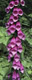 Foxglove , Neskowin, Oregon