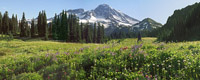 Indian Henry's Wildflowers, Mount Rainier National Park, Washington