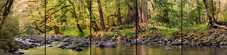 Summer Stream, Carson, Washington