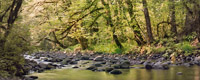 Summer Stream, Carson, Washington