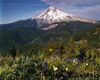 Summer Wildflowers, Zigzag, Oregon