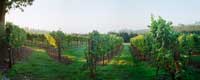 Sunrise on the Vineyard Panorama, McMinnville, Oregon