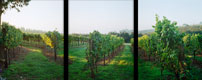 Sunrise on the Vineyard Triptych, McMinnville, Oregon