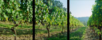 Vineyard Rows Triptych, Gaston, Oregon