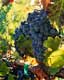 Wine to Be I, Calistoga, California