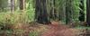 Panorama, smithriverredwoodsIIsingle