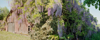 Panorama, wisteria-covered-barn